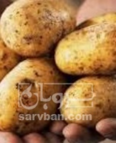 فروش سیب زمینی
