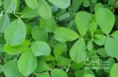 فروش یونجه