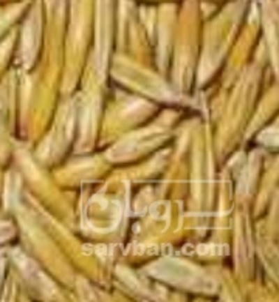 فروش جو