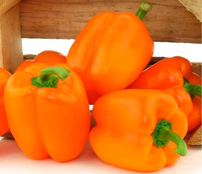 فروش فلفل دلمه ای نارنجی