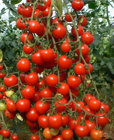 فروش گوجه فرنگی