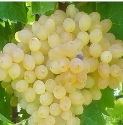 فروش انگور