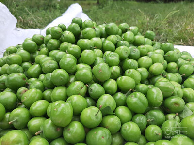 فروش گوجه سبز