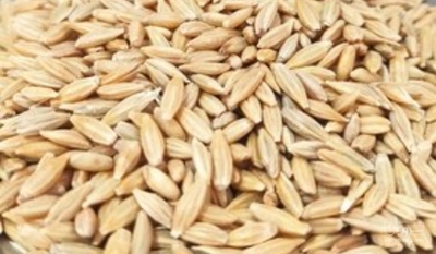 فروش جو
