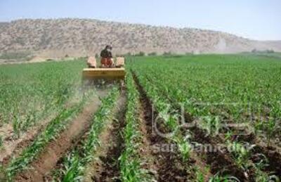 فروش ذرت علوفه ای