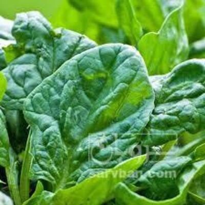 فروش اسفناج