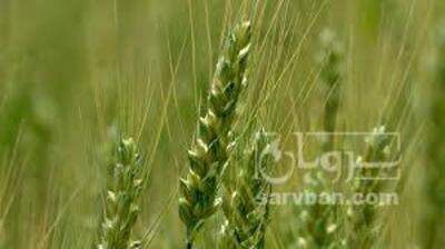 فروش گندم