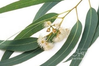 فروش عرق اکالیپتوس