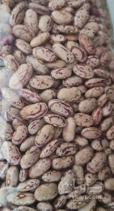 فروش لوبیا چیتی