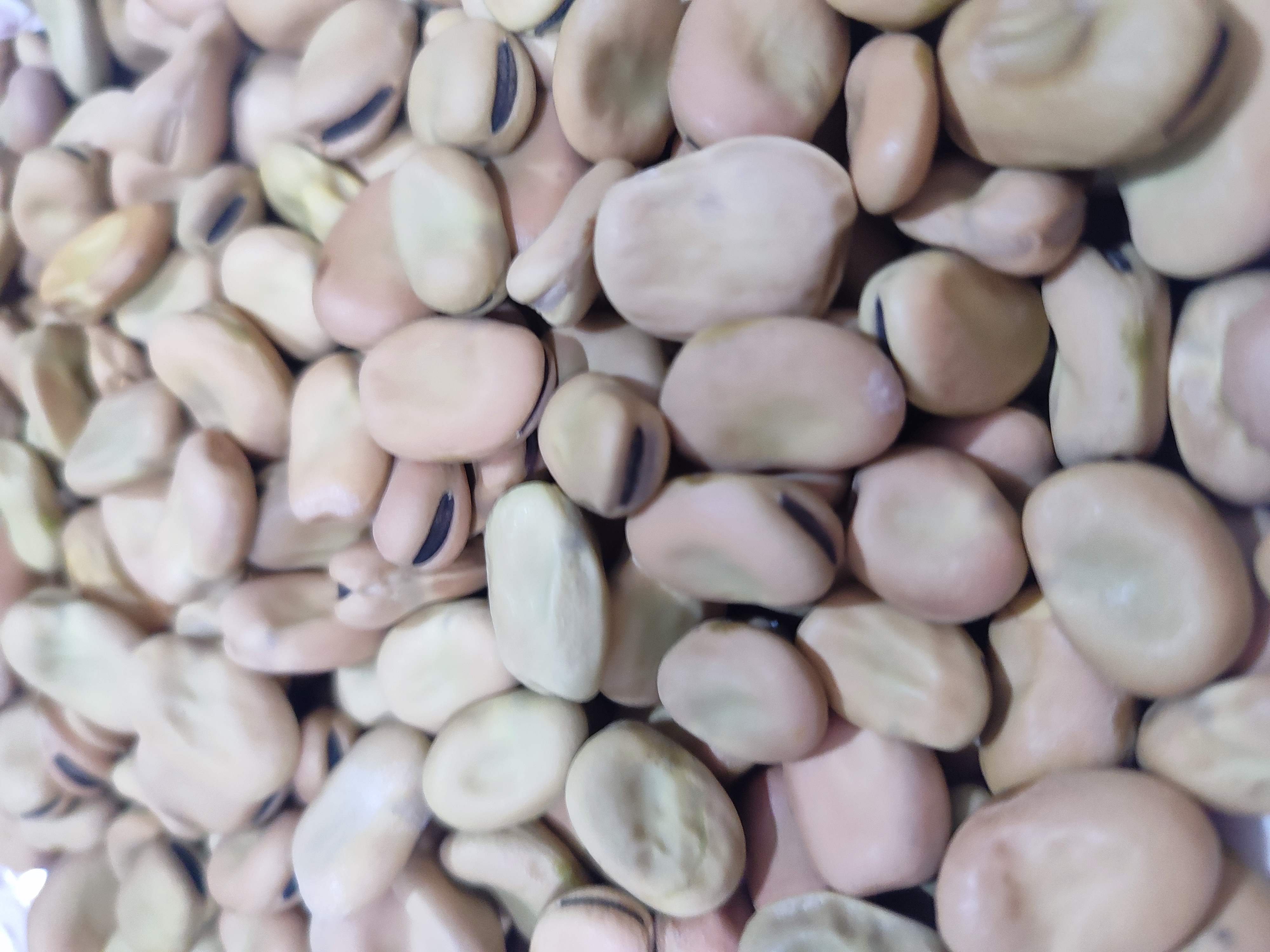 فروش باقلا خشک