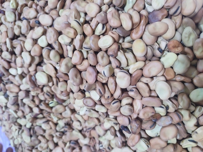 فروش باقلا بذری