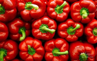 فروش فلفل دلمه ای قرمز