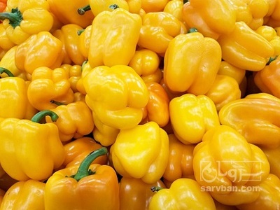 فروش فلفل دلمه ای زرد
