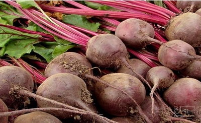 فروش چغندر لبو