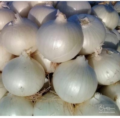 فروش پیاز