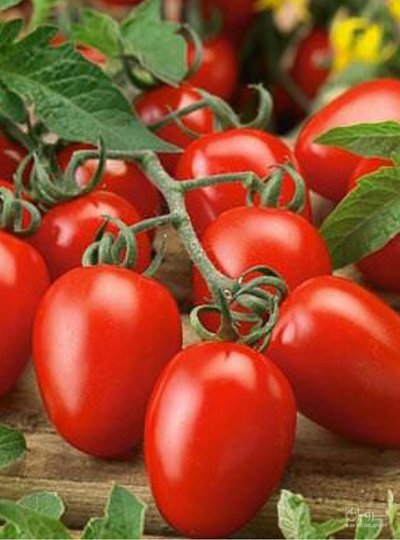 فروش گوجه فرنگی