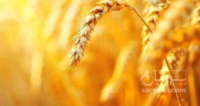 فروش گندم