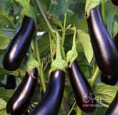 فروش بادمجان