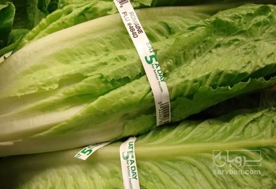 فروش کاهو ایرانی - رومانو