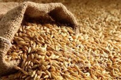 فروش گندم