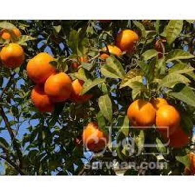 فروش نارنگی