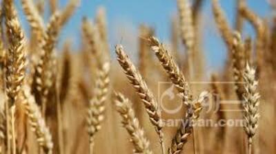فروش گندم