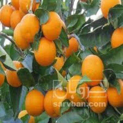 فروش پرتقال خونی