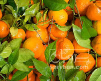 فروش نارنگی