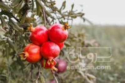 فروش انار