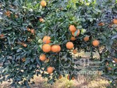 فروش پرتقال خونی