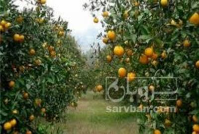 فروش پرتقال تامسون