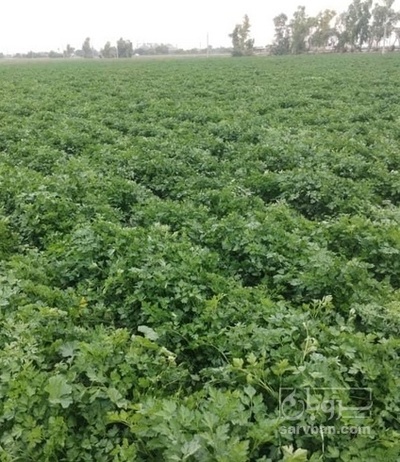 فروش جعفری تازه