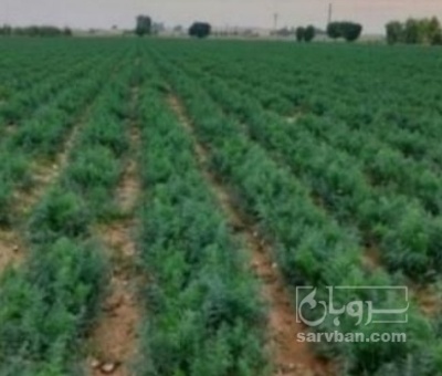 فروش شوید تازه