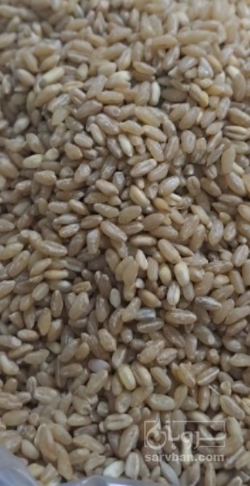 فروش گندم حلیمی