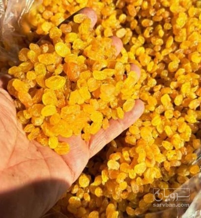 فروش کشمش گلدن