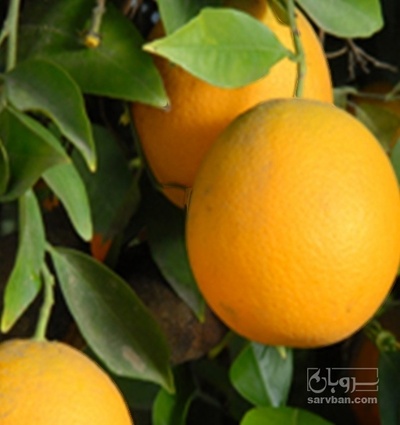 فروش پرتقال والنسیا