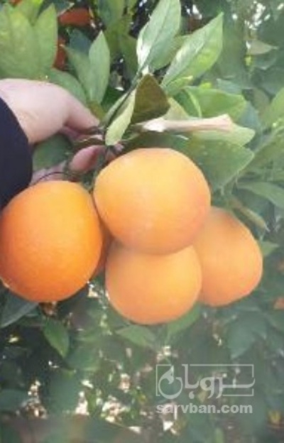 فروش پرتقال معمولی جیرفتی