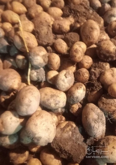 فروش سیب زمینی دوناتا بدون قند کارخانه ایی