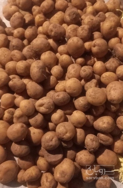 فروش سیب زمینی اگریا بدون قند کارخانه ایی
