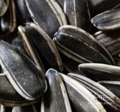 فروش تخمه آفتابگردانs300وs400