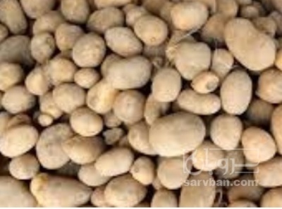 فروش سیب زمینی ساناتا