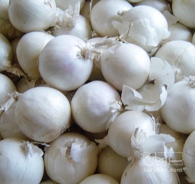 فروش پیاز سفید