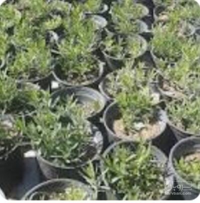 فروش نشا رزماری