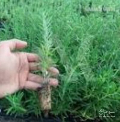 فروش نشا ترخون