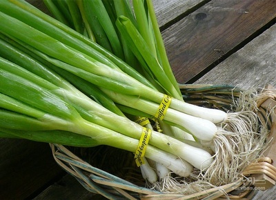 فروش پیازچه