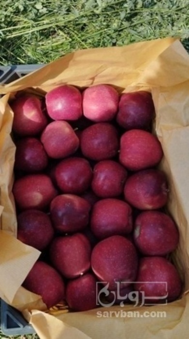 فروش سیب قرمز