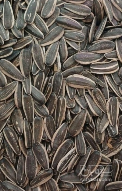 فروش تخمه آفتابگردان