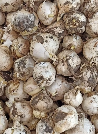 فروش موسیر ارگانیک کوهی