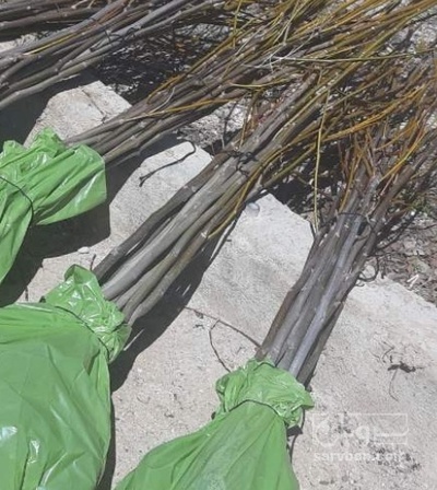 فروش نهال گردو