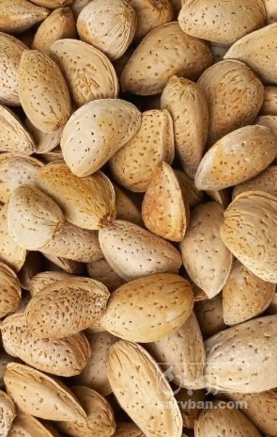 فروش بادام درختی